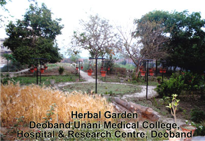 Herbal Garden 2